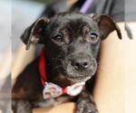 Small Chihuahua Mix