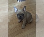 Small Photo #7 French Bulldog Puppy For Sale in WEST PLAINS, MO, USA