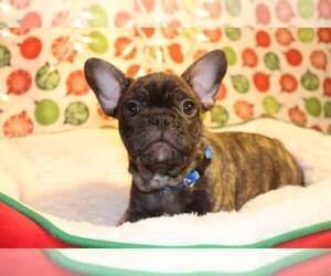 Medium French Bulldog