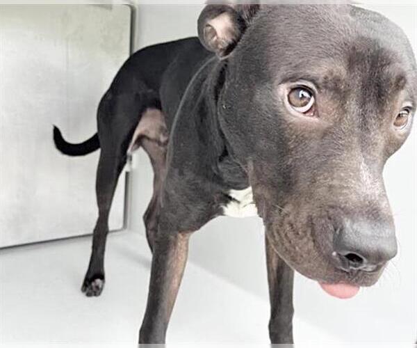 Medium Photo #1 American Pit Bull Terrier-Unknown Mix Puppy For Sale in Houston, TX, USA