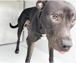 Small American Pit Bull Terrier Mix