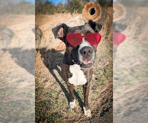 American Bulldog-Unknown Mix Dogs for adoption in Oklahoma City, OK, USA