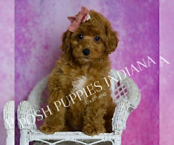 Medium Photo #39 Poodle (Miniature) Puppy For Sale in WARSAW, IN, USA