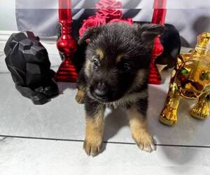 German Shepherd Dog Puppy for sale in PERRIS, CA, USA