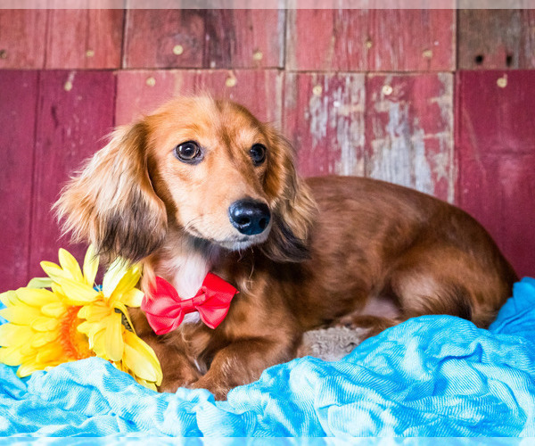 Medium Photo #6 Dachshund Puppy For Sale in WAKARUSA, IN, USA