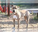 Small #1 Bullboxer Pit