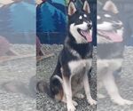 Small #3 Huskies  Mix