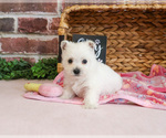 Small #10 West Highland White Terrier