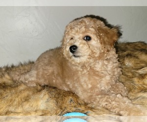 Cock-A-Poo Puppy for sale in OKC, OK, USA