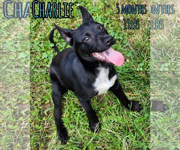 Medium Photo #3 Chihuahua-Unknown Mix Puppy For Sale in Woodbury, NY, USA