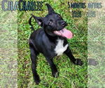Small Photo #3 Chihuahua-Unknown Mix Puppy For Sale in Woodbury, NY, USA