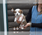 Puppy Champ Pembroke Welsh Corgi