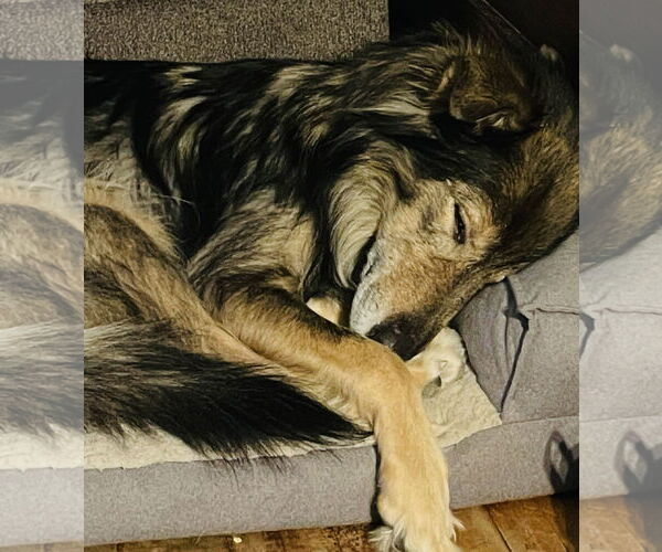 Medium Photo #2 Collie-German Shepherd Dog Mix Puppy For Sale in Princeton, MN, USA