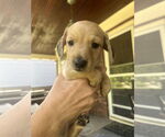 Small #1 Dachshund Mix