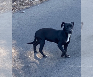 Mutt Dogs for adoption in Cranston, RI, USA