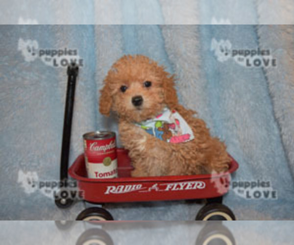 Medium Photo #15 Poodle (Toy) Puppy For Sale in SANGER, TX, USA