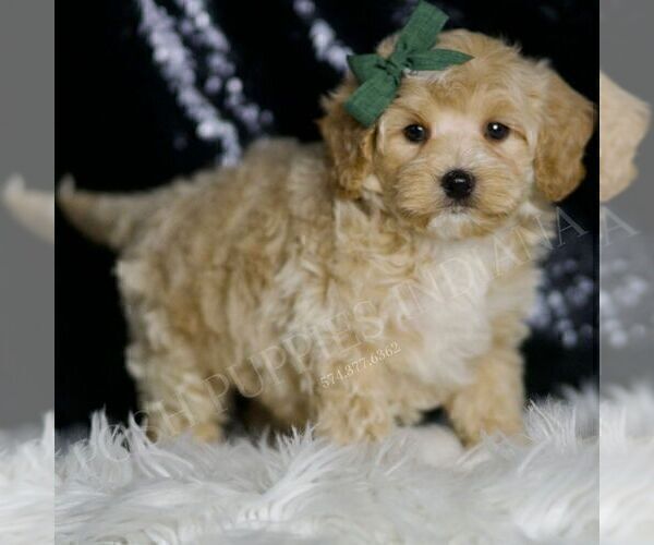 Medium Photo #102 Maltipoo (Miniature) Puppy For Sale in WARSAW, IN, USA