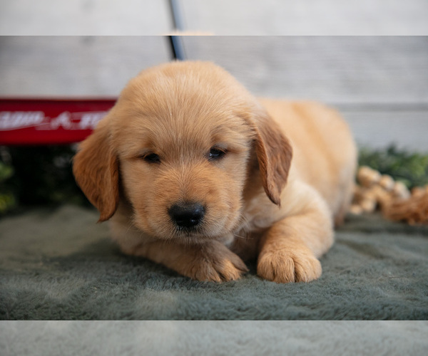 Medium Photo #16 Golden Retriever Puppy For Sale in MIDDLEBURY, IN, USA