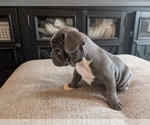 Small #7 Faux Frenchbo Bulldog