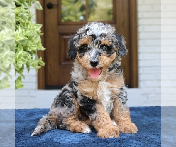 Medium Photo #4 Bernedoodle (Miniature) Puppy For Sale in NARVON, PA, USA