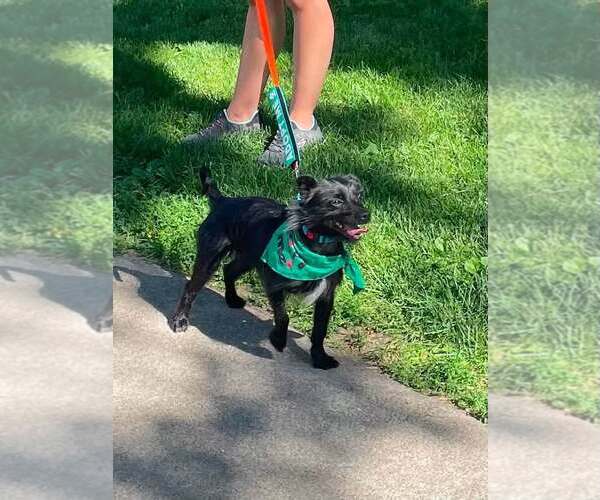 Medium Photo #3 Mutt Puppy For Sale in Rochester, NY, USA