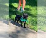 Small #2 Mutt