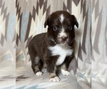 Small #1 Miniature Australian Shepherd