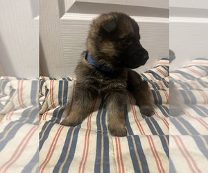 German Shepherd Dog Puppy for sale in DUNDEE, FL, USA