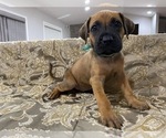 Small Photo #2 Presa Canario Puppy For Sale in BELLINGHAM, WA, USA