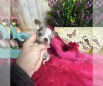 Small Photo #4 Chihuahua Puppy For Sale in TRACY, CA, USA