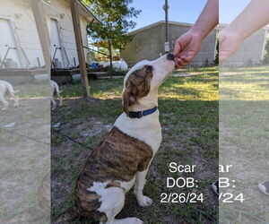 Catahoula Leopard Dog-Treeing Walker Coonhound Mix Dogs for adoption in Farmerville, LA, USA