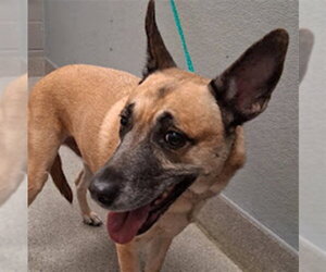Mutt Dogs for adoption in Las Vegas, NV, USA