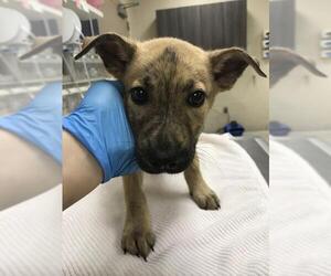 Labrador Retriever Dogs for adoption in Conroe, TX, USA