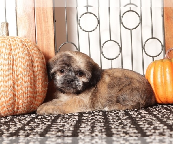 Medium Photo #4 Shih Tzu Puppy For Sale in NAPLES, FL, USA