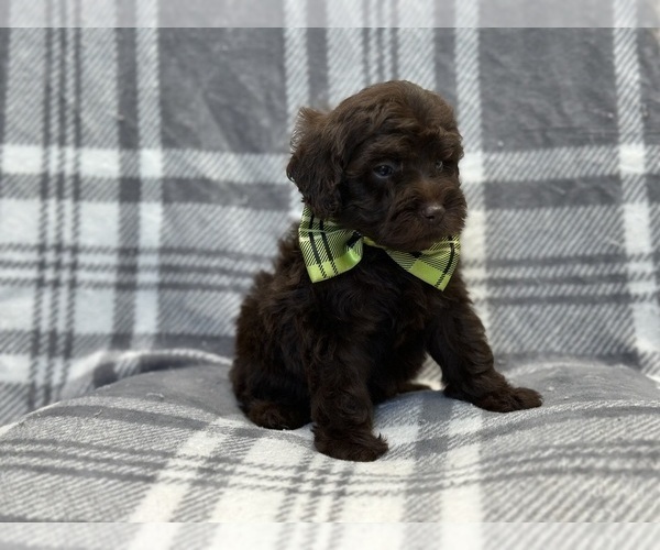 Medium Photo #14 ShihPoo Puppy For Sale in LAKELAND, FL, USA