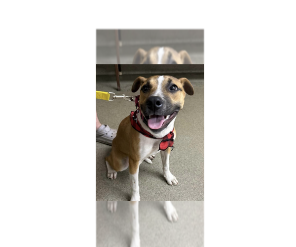 Medium Photo #17 American Pit Bull Terrier-Unknown Mix Puppy For Sale in New York, NY, USA