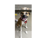 Small #16 American Pit Bull Terrier Mix