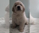 Puppy Light blue boy Golden Retriever