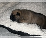 Small #2 American Bully-French Bulldog Mix