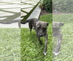 Small #1 Mutt
