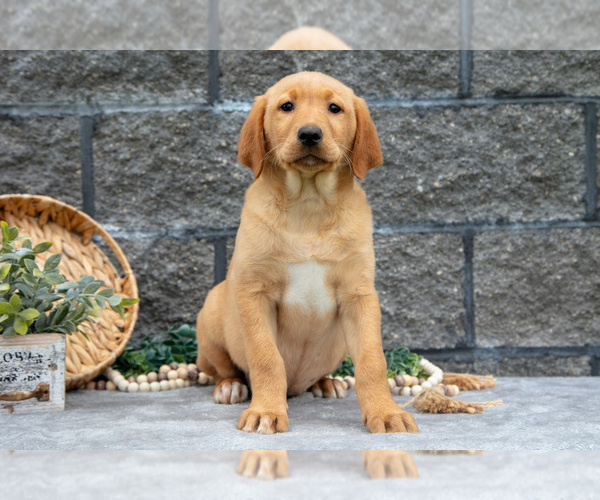 Medium Photo #39 Labrador Retriever Puppy For Sale in MILLERSBURG, OH, USA