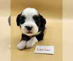 Small Photo #1 Tibetan Terrier Puppy For Sale in DORENA, OR, USA