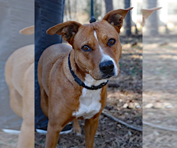 Medium Photo #2 Carolina Dog-Labrador Retriever Mix Puppy For Sale in Decatur, GA, USA