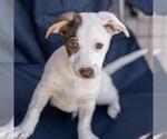 Small #11 Jack Russell Terrier Mix