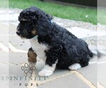 Small #2 Bernedoodle (Miniature)