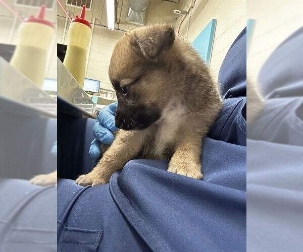 Medium Photo #1 Mutt Puppy For Sale in Waco, TX, USA