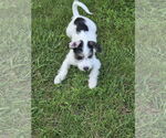 Small #6 Dachshund-Jack Russell Terrier Mix