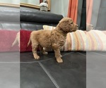Small Photo #12 Goldendoodle Puppy For Sale in CEDAR HILL, TX, USA
