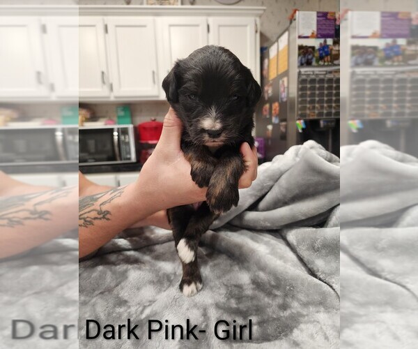 Medium Photo #17 Aussiedoodle Puppy For Sale in BOONEVILLE, AR, USA