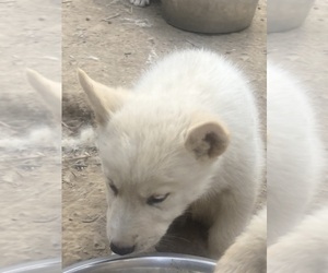 Medium Swiss Shepherd-Timber Wolf Mix
